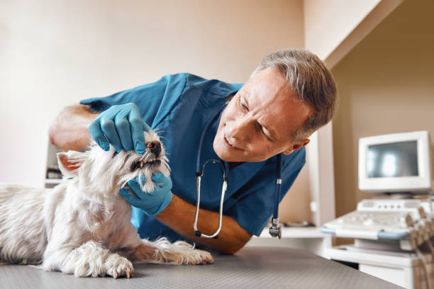 Best Emergency Gum Treatment in Winthrop Harbor, IL